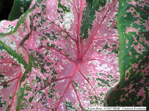 کالادیوم کاندیدوم